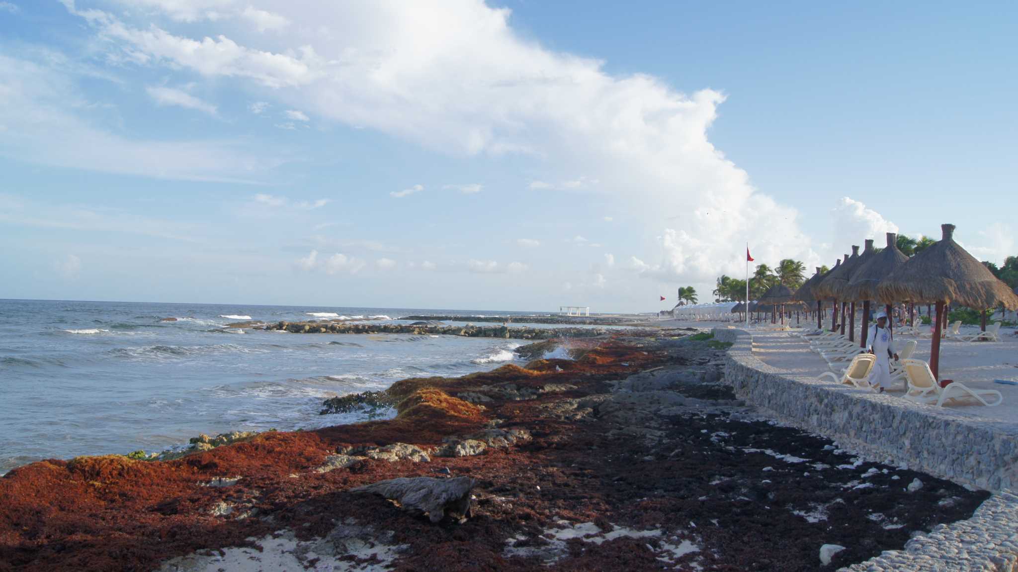 Пляжи Канкуна наводнены водорослями Саргасова моря (Bahia Principe - daily seaweed harvest)